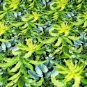 Tissu viscose nature tropicale vert