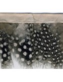 Franges plumes perdrix 55 mm noir Franges plumes perdrix 55 mm noir
